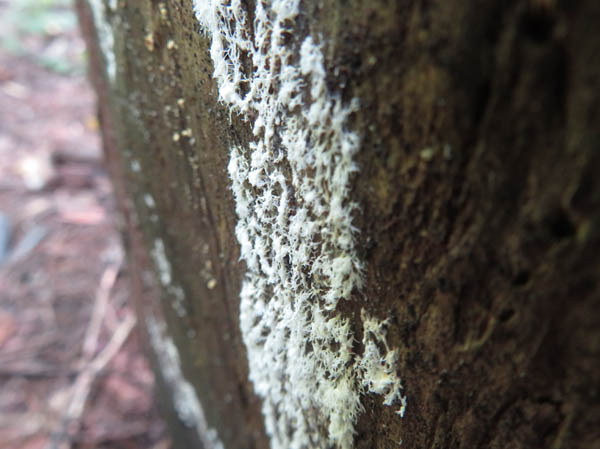 photo：白い粘菌：地附山