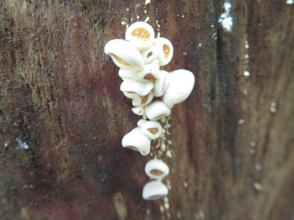 photo：キノコの幼菌？：地附山