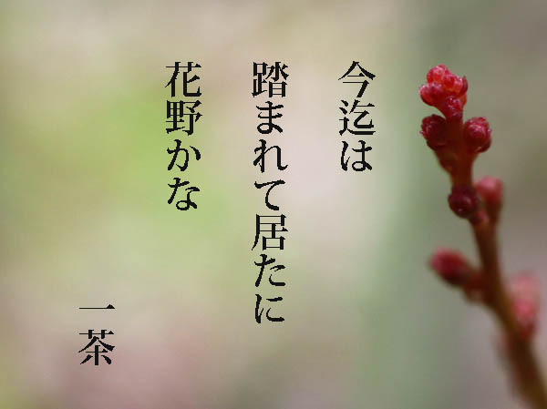 photo：花の蕾：地附山