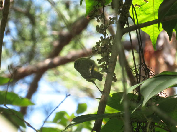 photo：木の実を啄む小鳥：地附山