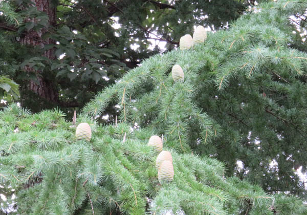 photo：ヒマラヤスギの毬花：若里公園