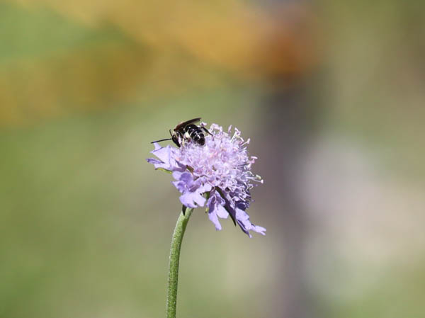 photo：小さなマツムシソウと小さな蜂：地附山山頂
