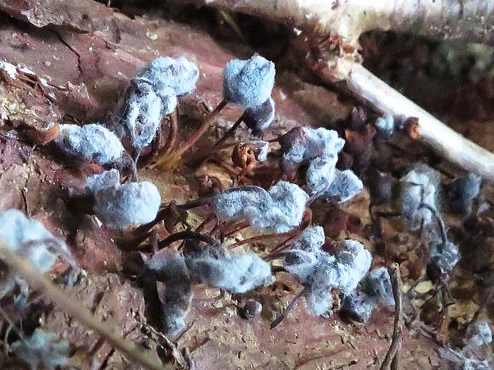 photo：青いカビに侵された変形菌の子実態？：地附山