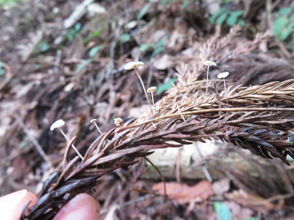 photo：杉の葉に小さなキノコ！：茶臼山
