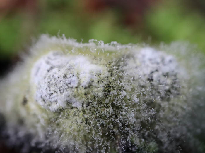 photo：粘菌？：茶臼山