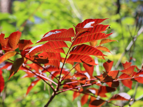 真っ赤になったヤマウルシの葉：地附山