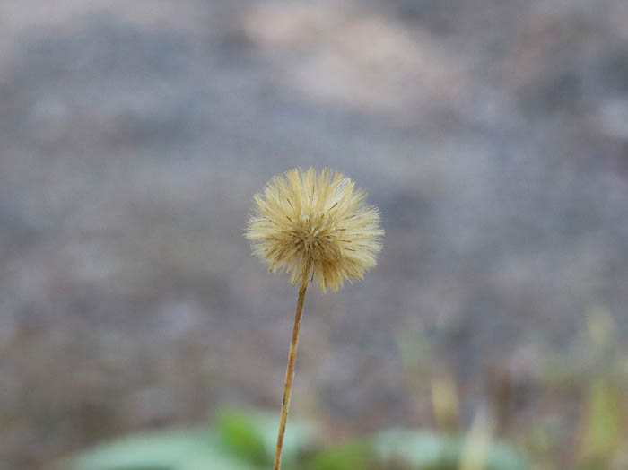 センボンヤリの花：臥竜山