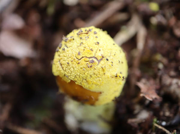 黄色い粘菌：葛山
