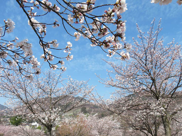 photo：まず城山公園の桜を見て