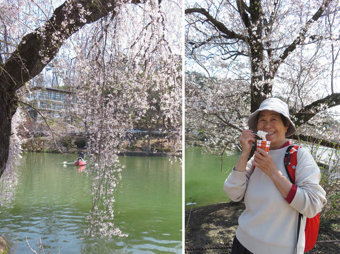 photo：桜の花ソフト：臥竜公園
