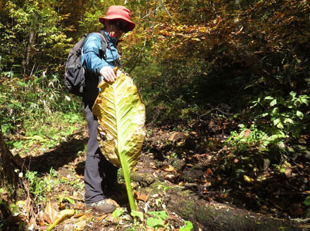 photo：大きい水芭蕉の葉：笹ヶ峰