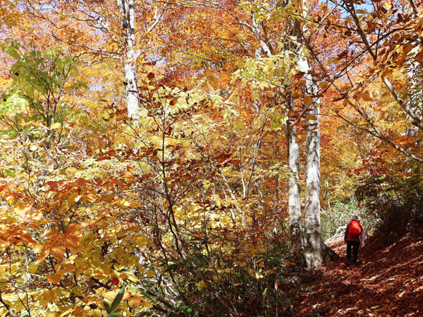 photo：秋に染まりながら登る：笹ヶ峰