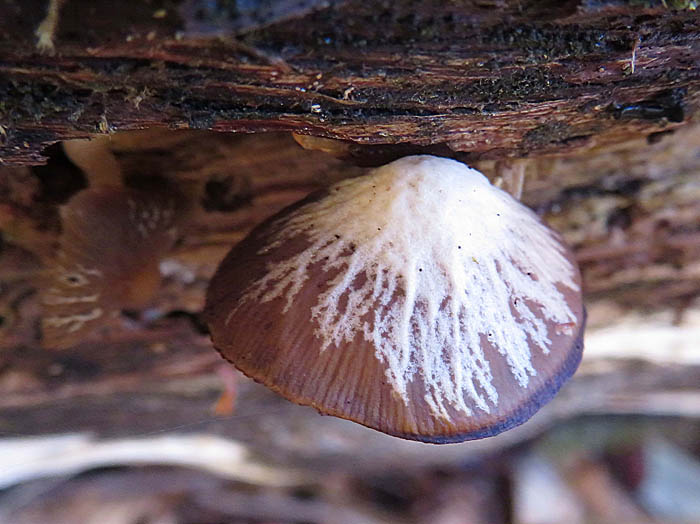 photo：菌に侵されたキノコ：笹ヶ峰
