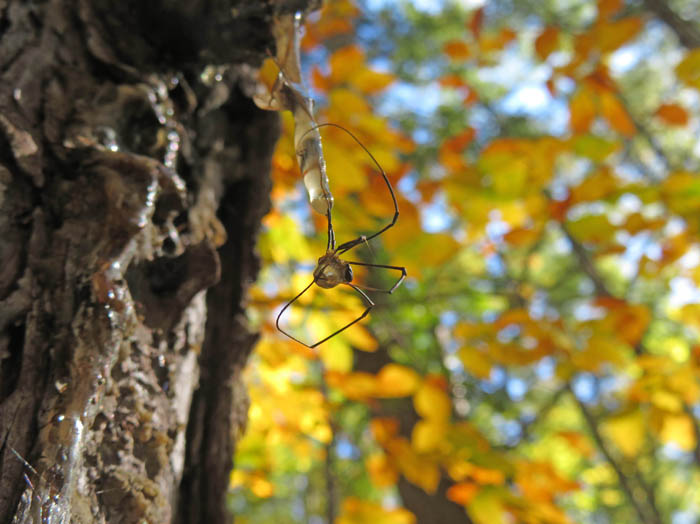 松の樹液についた蜘蛛：妙高笹ヶ峰