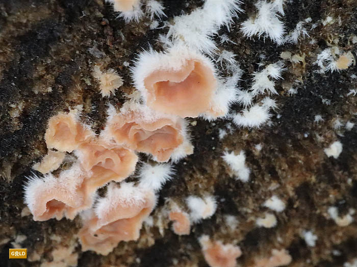 粘菌（ツノホコリ？）がキノコ（チャワンタケのなかま？）に：大峰山