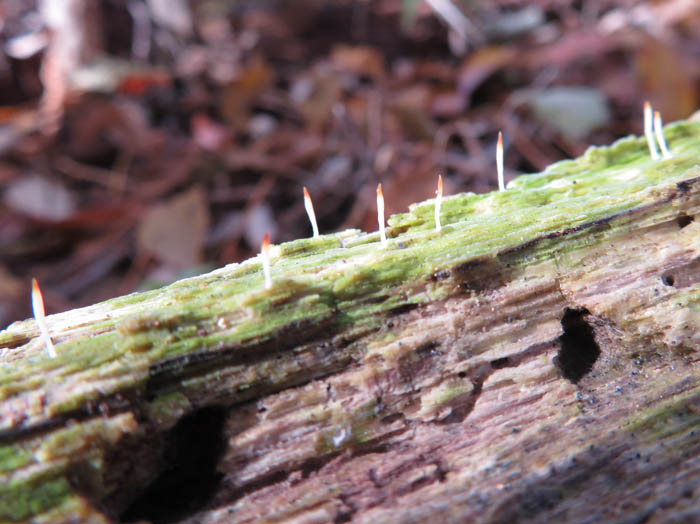 photo：枯れ木から芽吹き：茶臼山