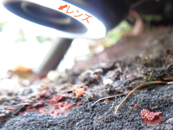 photo：接写レンズで粘菌を撮る：茶臼山
