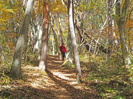 photo：装いの森を歩く：茶臼山