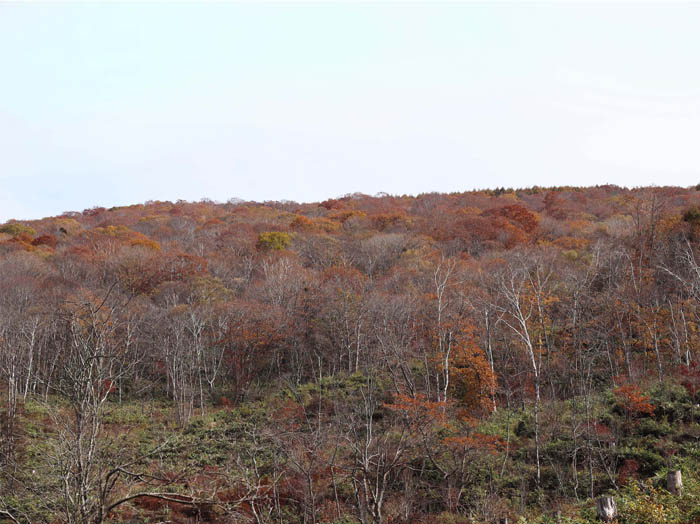 photo：高デッキ山中腹の紅葉：戸隠高原から