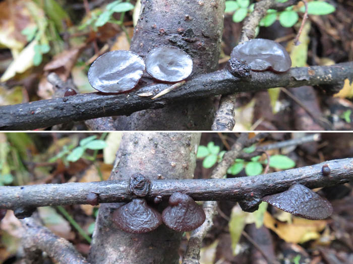 photo：斎場山の粘菌みたいなキノコたち