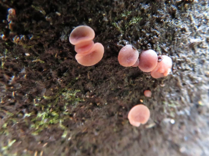 photo：斎場山の粘菌みたいなキノコたち