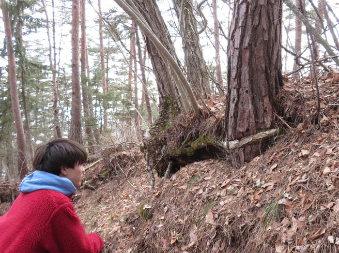 photo：隣の木に巻き付いた太い根：葛山