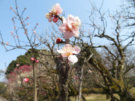 photo：高岡古城公園の梅