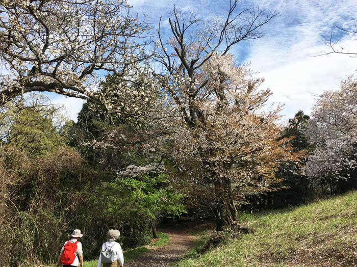 桜は満開・南郷ハイキングコース：葉山町