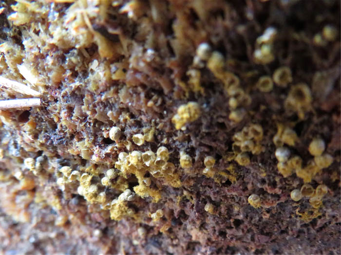 photo：粘菌ヌカホコリ：地附山