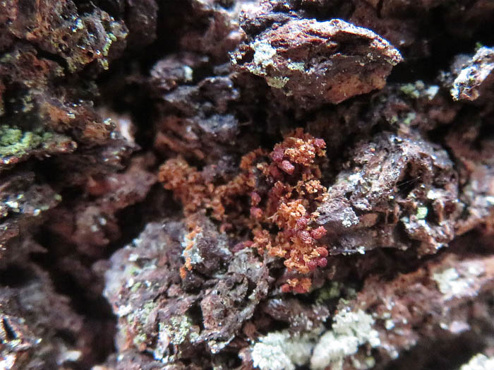 photo：粘菌かキノコか：地附山