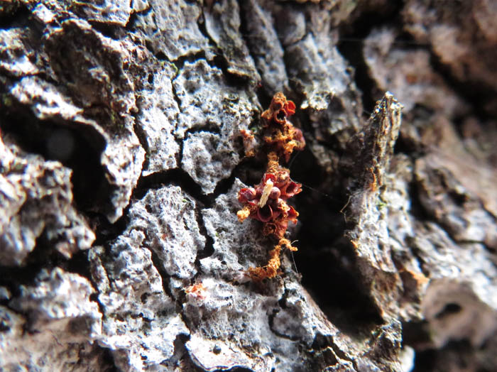 photo：粘菌ハチノスケホコリ：地附山