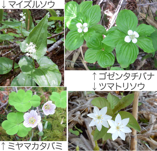 写真・白い花４種