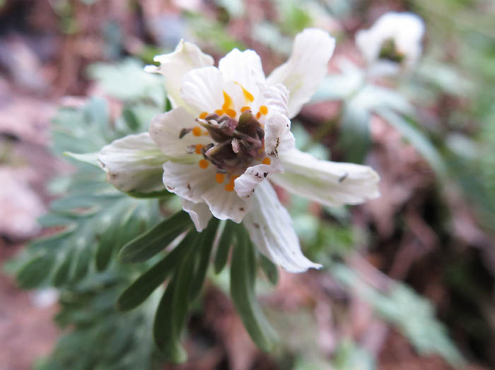 photo：緑っぽい萼の八重咲き：戸倉セツブンソウ自生地