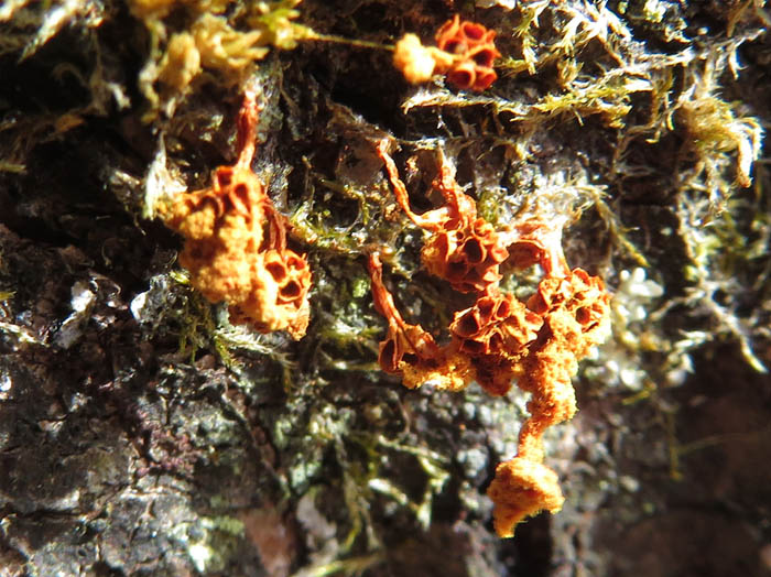 photo：粘菌ハチノスケホコリ：髻山