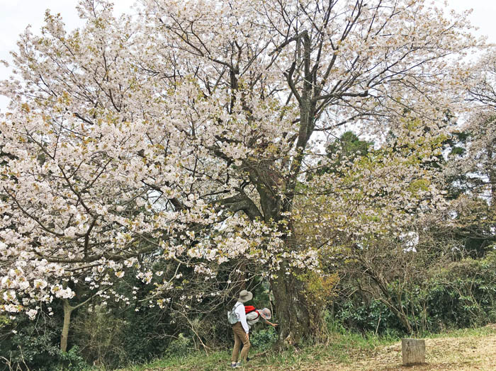 photo：大きな桜の木の下で：二子山