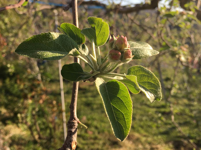 開き始めたリンゴの花：地附山
