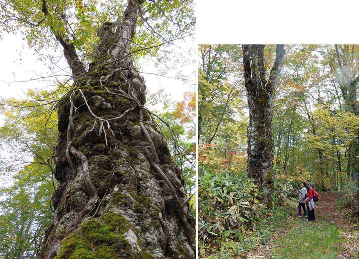 写真・巨大なブナの木