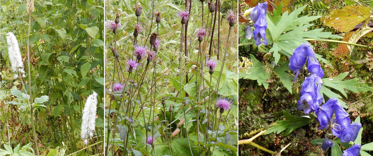 写真・湿原の花３種