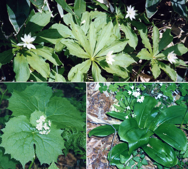 写真・６月の花３種