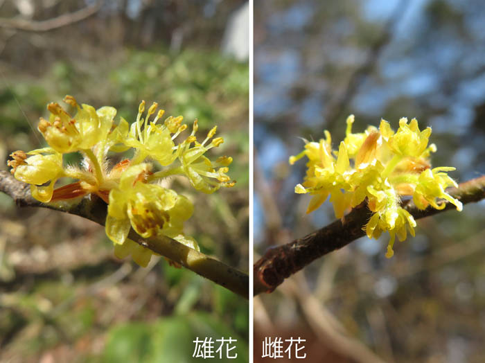 photo：ダンコウバイの雄花と雌花：大峰山