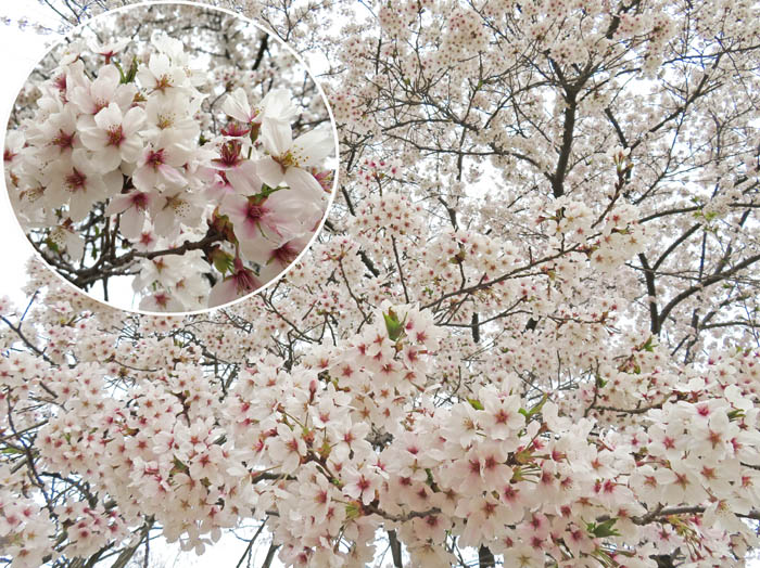 photo：妻女山の桜は満開：斎場山