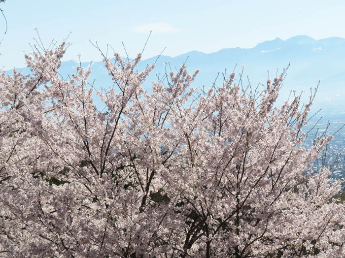 photo：桜の花と志賀の山：地附山
