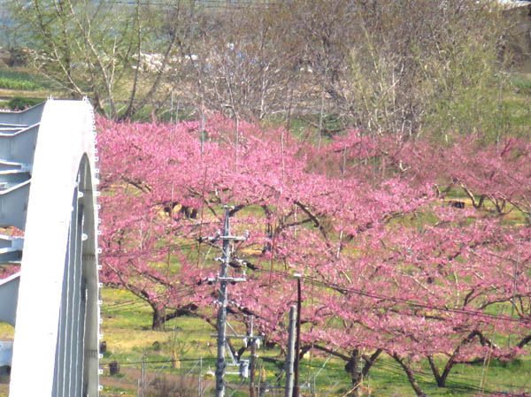 photo：妻女山展望台から川中島の桃