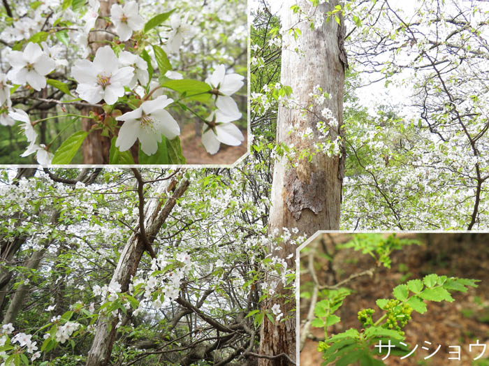 photo山桜が満開：天城山