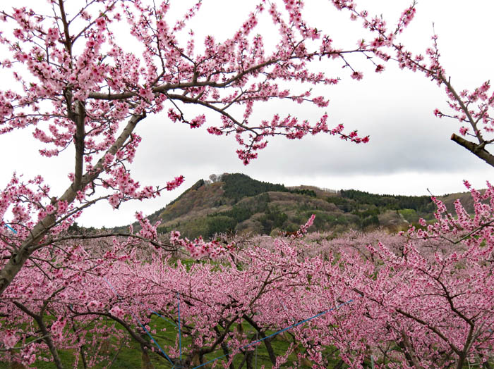 photo：桃の向こうに髻山