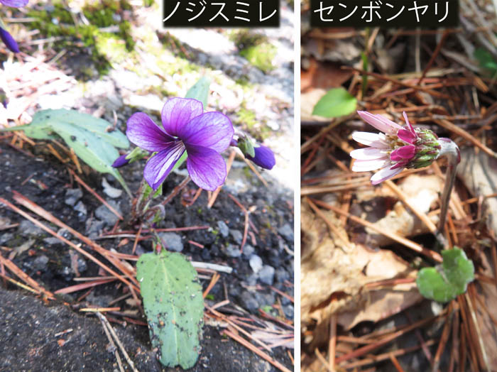 photo：小さな花に目がいく：地附山