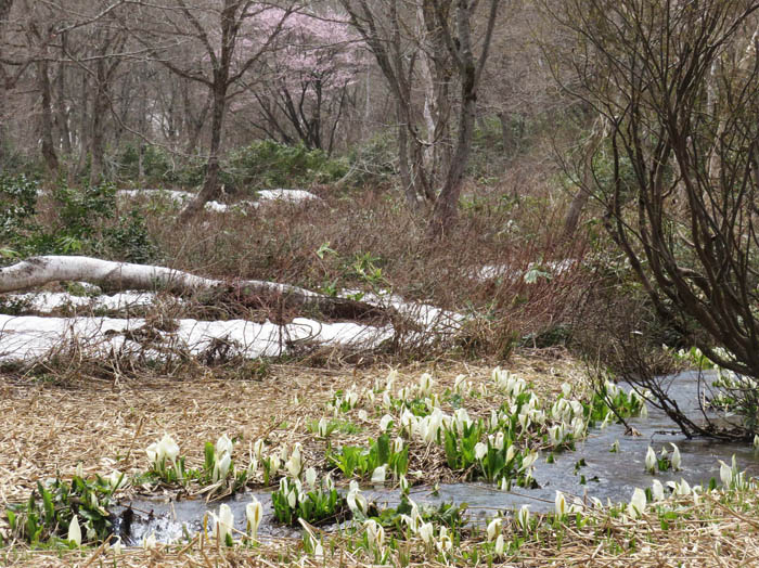 photo：春浅い：沼の原湿原