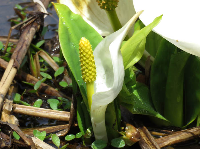 photo：水芭蕉雌性期の花序：沼の原湿原