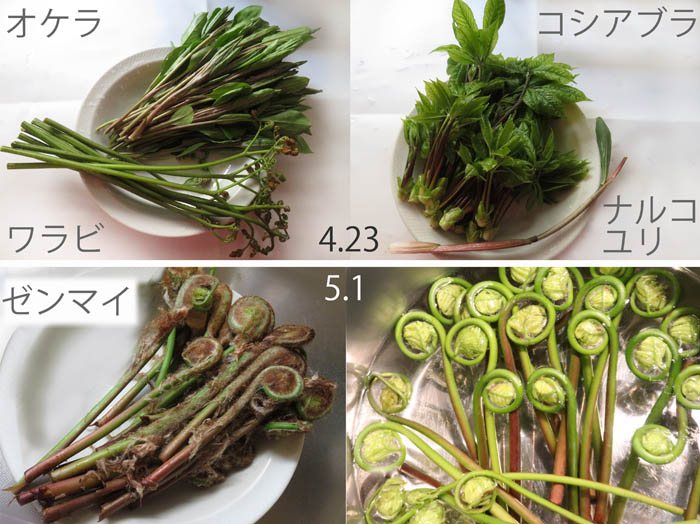 photo：山菜も豊富,コシアブラ,オケラ,ナルコユリ,ゼンマイ,ワラビ：地附山