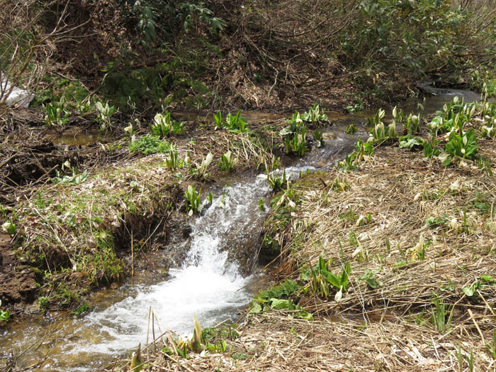 流れ落ちる水と水芭蕉：沼の原湿原